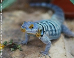 Exoten & Reptilien | Reptilien-Tierarzt - Hanau