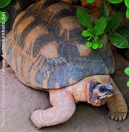 Exoten & Reptilien| Reptilien-Tierarzt - Hanau