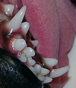 persistierende (&uuml;berst&auml;ndige) Milchz&auml;hne - 'Hai-Fisch-Gebiss ! | Tierarztpraxis-Hanau.de