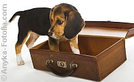 Tierversicherungen - Rundum versorgt ! | Tierarztpraxis-Hanau.de