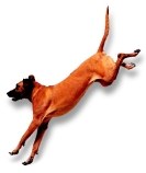 Hill's Pet Nutrition GmbH
