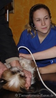 Tierarzthelferin hilft beim Ultraschall | Tierarztpraxis-Hanau.de
