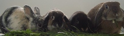 Kaninchenberatung.de | Tierarztpraxis-Hanau.de