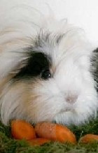 Samson und seine Truppe suchen ein neues Meerschweinchen-Zuhause | Tierarztpraxis-Hanau.de