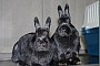 Gro�e Kaninchen Sammelimpfung