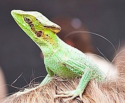 Exoten & Reptilien | Reptilien-Tierarzt - Hanau