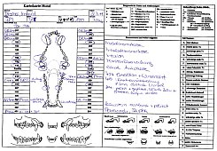 Dental-Dokumentation Hund