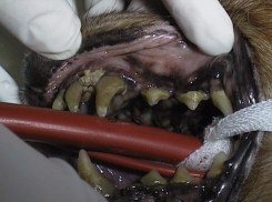 Hund Zahn Zustand