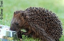 Igel - Fütterung - Pflege © Elmar Thiel - Fotolia.com| Tierarztpraxis-Hanau.de