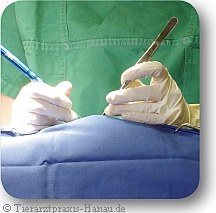 Laser-Chirugie mit Diodenlaser | Tierarztpraxis-Hanau.de