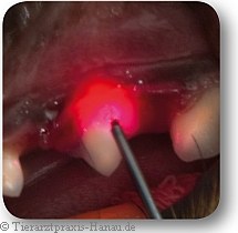 Laser-Zahnbehandlung mit Diodenlaser | Tierarztpraxis-Hanau.de