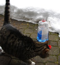 Frostschutz und Katzen - eine gefährliche Liason | Tierarztpraxis-Hanau.de