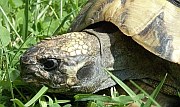 Schildkröte nach der Auswinterung | Reptilien-Tierarzt-Hanau.de