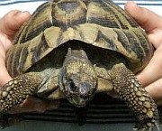 Schildkröte nach der Auswinterung im Gras| Reptilien-Tierarzt-Hanau.de