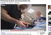 Pioneering vet gives cat new prosthetic feet   | Tierarztpraxis-Hanau.de