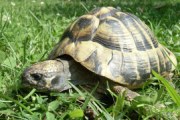 Schildkrte im Garten | Reptilientierarzt-Hanau.de