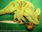 Chammäleon Calyptratus | Tierarztpraxis-Hanau.de