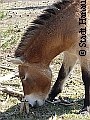 Przewalski-Pferde in Hanau   | Tierarztpraxis-Hanau.de