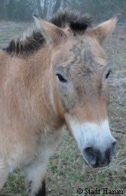 Przewalski-Pferde in Hanau   | Tierarztpraxis-Hanau.de