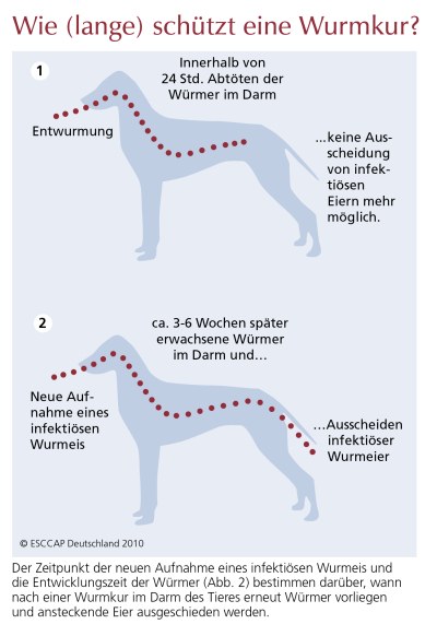 Tierinfo Wie Lange Schützt Eine Wurmkur