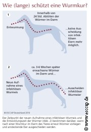 Wurm Kur Zyklus   | Tierarztpraxis-Hanau.de