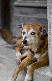 Südländischer Hund| Tierarztpraxis-Hanau.de