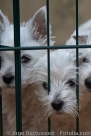 Hunde im Käfig | Tierarztpraxis-Hanau.de