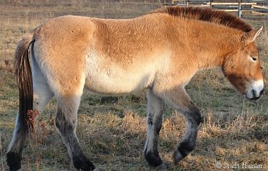 Trauer umd das Przewaslki-Pferd Adina |Tierarztpraxis-Hanau.de