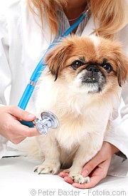 Auch Hunde Herzen werden alt | Tierarztpraxis-Hanau.de