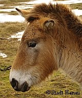 Przewalski Wilfpferd | Tierarztpraxis-Hanau.de