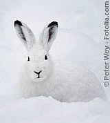 Schnee-Hase | Tierarztpraxis-Hanau.de