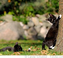 Katzen - Frühlingsgefühle | Tierarztpraxis-Hanau.de