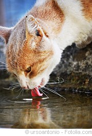 Trinkverhalten der Katzen |Tierarztpraxis-Hanau.de