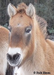 Przewalski-Pferde in Hanau   | Tierarztpraxis-Hanau.de