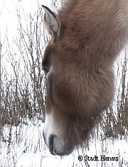 Przewalski-Pferde in Hanau   | Tierarztpraxis-Hanau.de