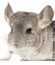 Chinchillas | Tierarztpraxis-Hanau.de