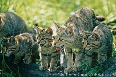 Wildkatzen  | Tierarztpraxis-Hanau.de