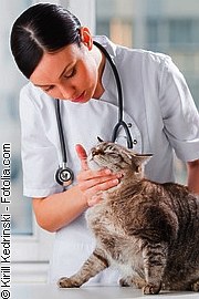 Schmerzen bei Katzen| Tierarztpraxis-Hanau.de