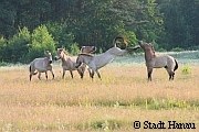 Przewalski-Pferde in Hanau   | Tierarztpraxis-Hanau.de