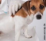 Entwurmung vor Impfung| Tierarztpraxis-Hanau.de