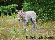 Przewalski-Fohlen in Hanau   | Tierarztpraxis-Hanau.de