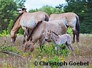 Przewalski-Fohlen in Hanau   | Tierarztpraxis-Hanau.de