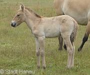 Przewalski-Fohlen  | Tierarztpraxis-Hanau.de