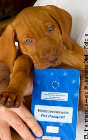 Welpen: Neue Einreiseregelung für Deutschland | Tierarztpraxis-Hanau.de