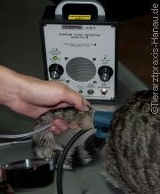 Bluthochdruck bei Katzen | Tierarztpraxis-Hanau.de