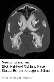 CT-Schnittbild-Bild eines Meerschweins - Zahnprobleme | Tierarztpraxis-Hanau.de