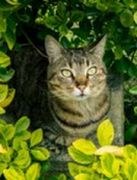 Tipps gegen Zecken im eigenen Garten | Tierarztpraxis-Hanau.de Tipps gegen Zecken im eigenen Garten | Tierarztpraxis-Hanau.de
