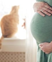 Toxoplasmose Katze und Schwangerschaft | Tierarztpraxis-Hanau.de