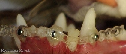 Korrektur einer Zahnfehlstellung | TierZahn�rztin-Hanau.de