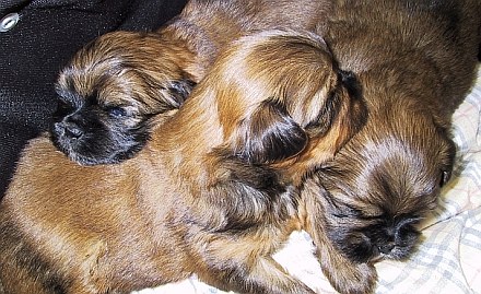 Roxy's Babies suchen bald ein Zuhause |  Tierarztpraxis-Hanau.de